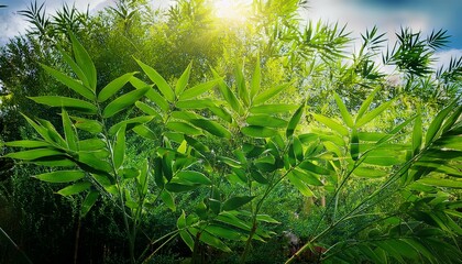 Bamboo Plant With Green Leaves Growing In A Serene Environment During Daytime