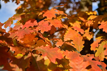 Golden autumn leaves creating a natural seasonal background.