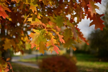 Golden autumn leaves creating a natural seasonal background.