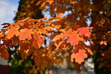 Autumn background with yellow fall leaves