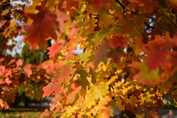 Golden autumn leaves creating a natural seasonal background.