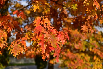 Autumn background with yellow fall leaves