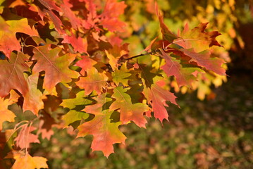 Golden autumn leaves seasonal background