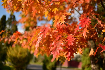 Golden autumn leaves seasonal background
