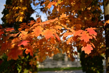 Golden autumn leaves creating a natural seasonal background.