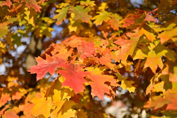 Golden autumn leaves seasonal background
