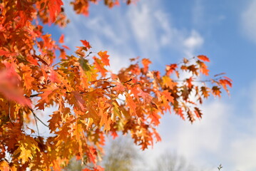 Fall foliage with colorful yellow leaves