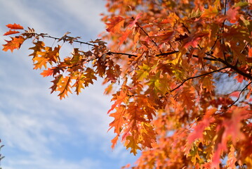 Golden autumn leaves creating a natural seasonal background.