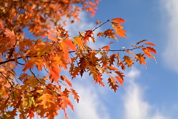 Golden autumn leaves creating a natural seasonal background.
