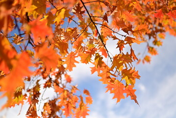 Golden autumn leaves seasonal background