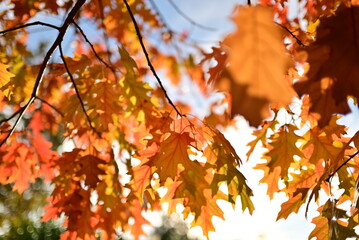 Golden autumn leaves seasonal background