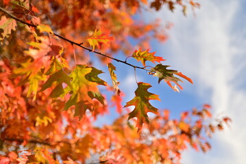 Golden autumn leaves creating a natural seasonal background.