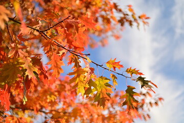 Autumn background with yellow fall leaves
