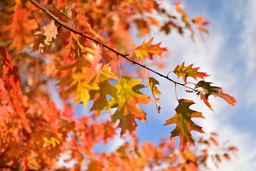 Autumn background with yellow fall leaves