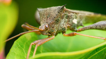 Dock bug coreidae walking on green leaf in nature