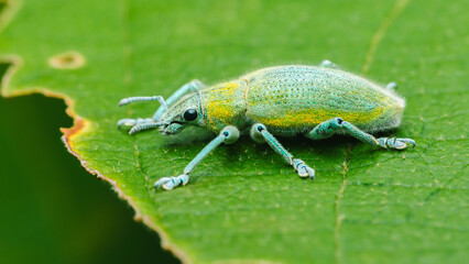 Gold-dust weevil perched on vibrant green leaf