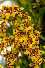 Close up of a dancing lady orchid oncidium sphacelatum in bloom