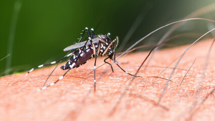 Asian tiger mosquito biting human skin, spreading diseases