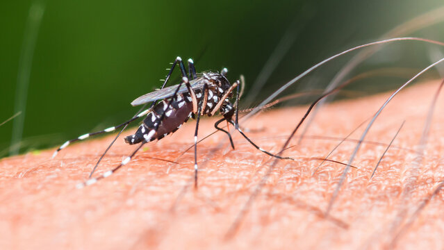 Asian tiger mosquito biting human skin, spreading diseases