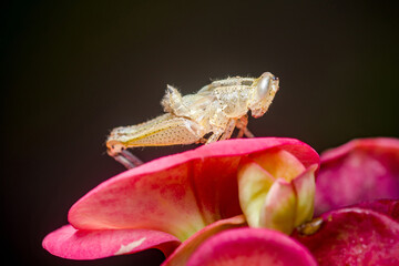 Grasshopper standing on pink flower petals against dark background