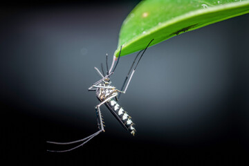 Asian tiger mosquito resting upside down on green leaf