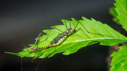 Crane flies resting on vibrant green leaf
