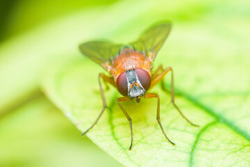 Orange fly standing on bright green leaf