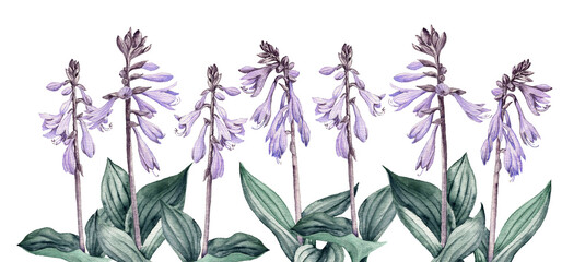 plantain lily, giboshi, garden flower, hosta, watercolor drawing flowering plants at white background, floral element, hand drawn botanical illustration © cat_arch_angel