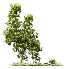 Cluster of slender tall trees with sunlit fresh green foliage