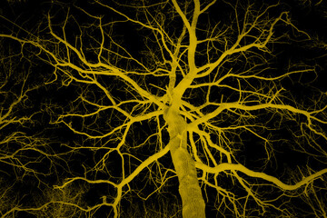 A bare tree in silhouette isolated against a black sky halloween scene