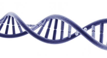Double helix dna structure isolated on transparent background