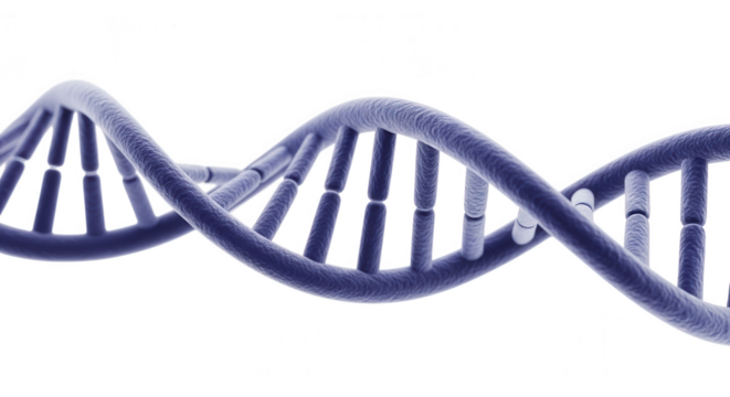 Double helix dna structure isolated on transparent background