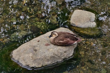 羽を休めるカモ