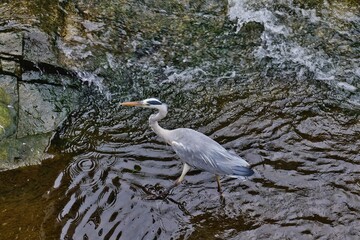 餌を狙うアオサギ
