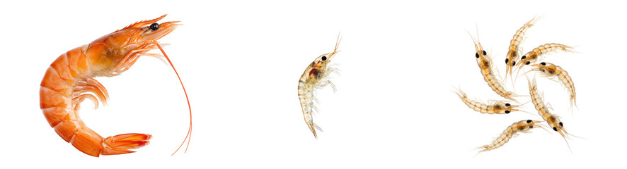 Freshly cooked shrimp and tiny transparent crustaceans showcase seafood variety and ocean bounty