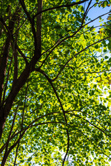 Green tree leaf forest uprisen agiant blue sky sunshine