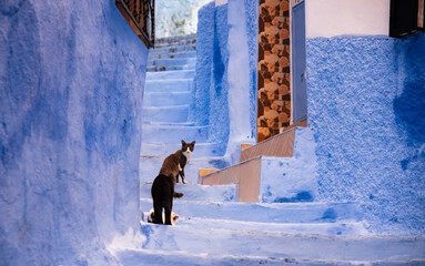 Cat in street of Chefchaouen, Morocco, the Blue city
