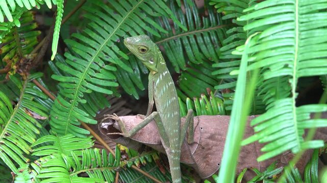 Probably green forest lizard Calotes sp. Mountainous rainforest on Borneo island, Malaysia. January