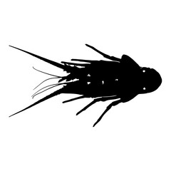 silhouette of a lobster