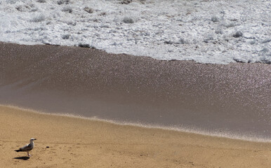 Bird on sea coast. Seagull with white feather wings on sand beach, shoreline with surf waves, ocean