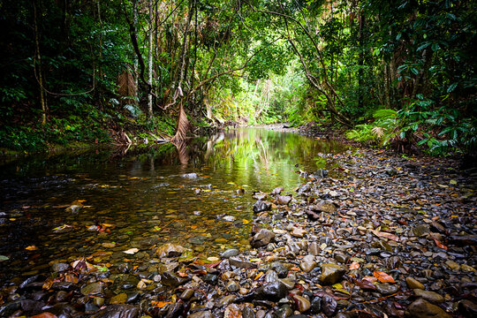Shallow rainforest creek flowing through lush tropical vegetation