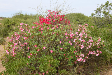 Plant of Omo national park in Ethiopia