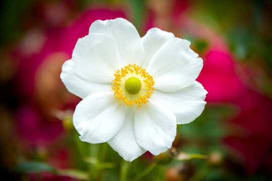 Fototapeta Close-up of a white flower with yellow centre against a blurred background