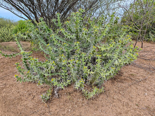 Plant of Omo national park in Ethiopia