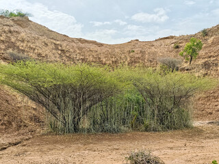 Landscape of Omo national park in Ethiopia