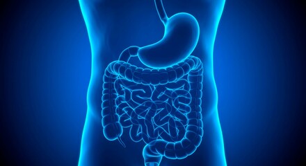 A blue toned anatomical illustration of the human digestive system showing stomach and intestines