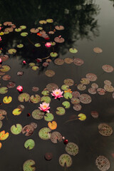 A close-up of lily pads in a calm pond, showcasing vibrant colors and intricate textures.  Chinese Huamin Park, Moscow