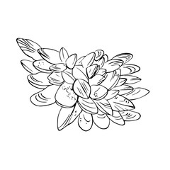 Mussels Cluster Line Illustration Transparent mediterranean summer seafood shellfish svg hand drawn sketch food asset marine dinner restaurant vector vintage ocean doodle whimsical summer moules