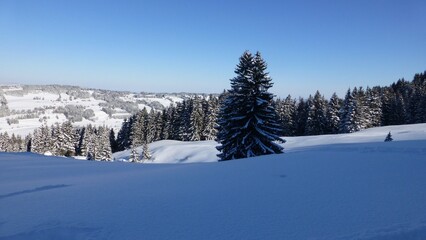 Snow covered landscape with pine trees under clear blue sky