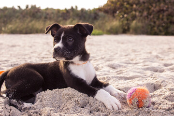 Black and white puppy lying on sandy beach with colorful ball